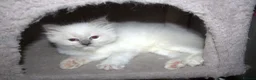 Ragdoll cats for sale: Beautiful Ragdoll kittens in Loughton - Advert 11