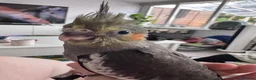 Cockatiels birds for sale: Adorable hand reared cockatiels  in Swindon - Advert 2