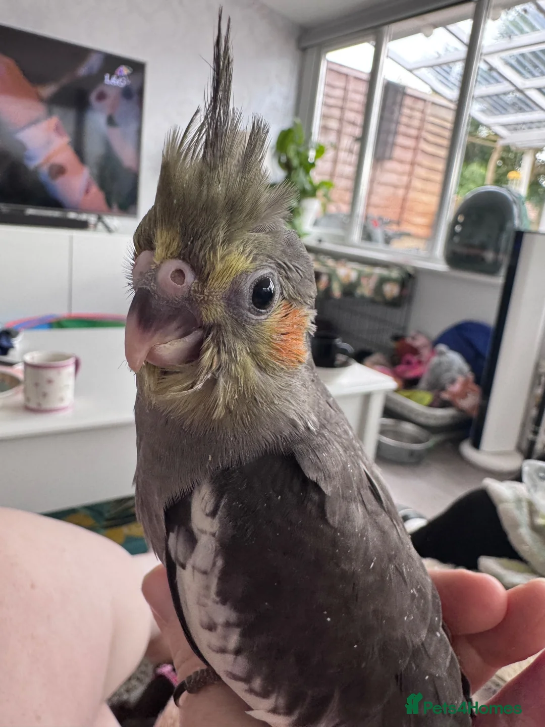 Cockatiels birds for sale: Adorable hand reared cockatiels  in Swindon - Advert 2
