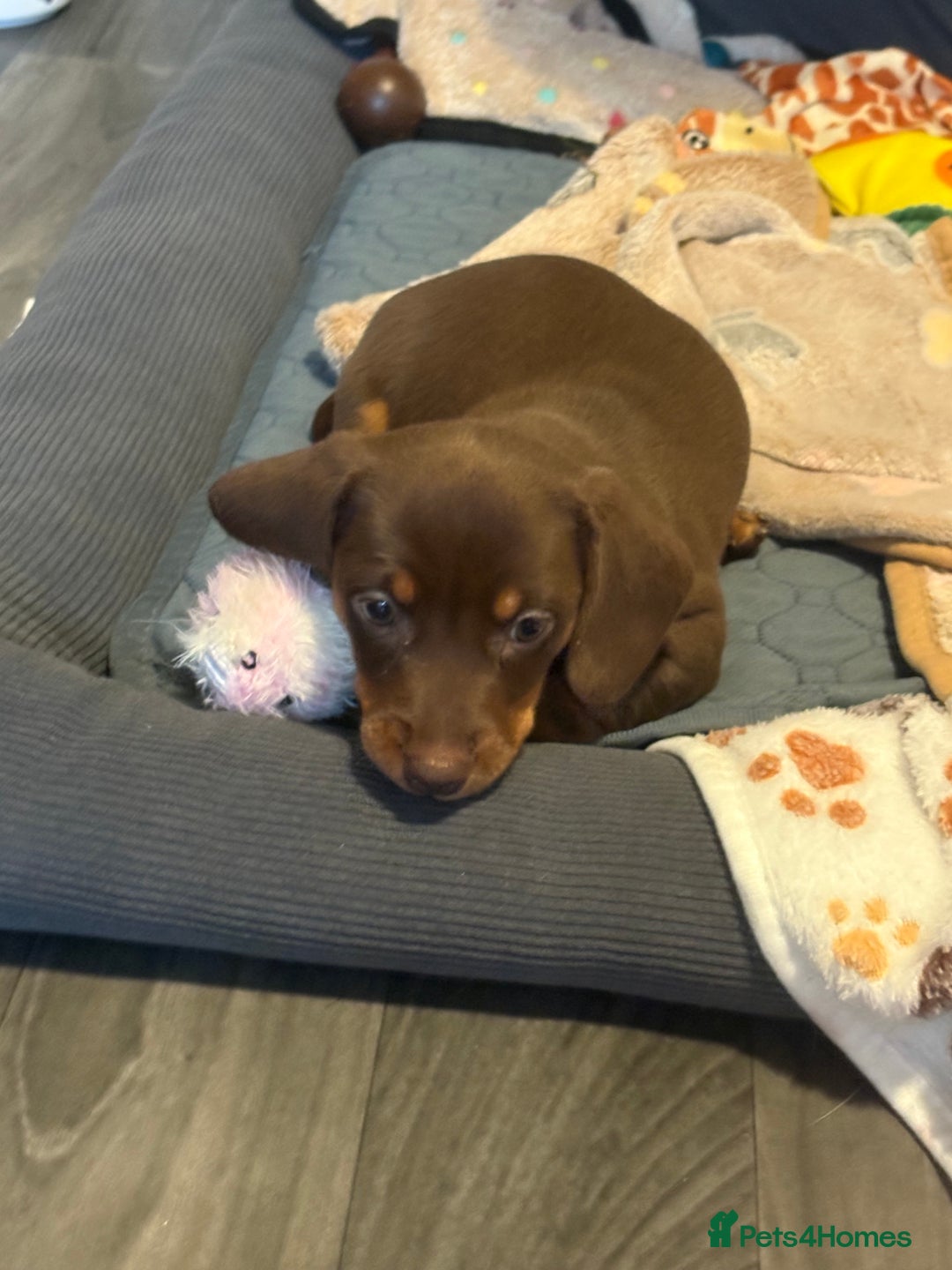 Miniature Dachshund dogs for sale: Chocolate dachshund girls  - Advert 9