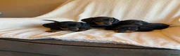 Miniature Dachshund dogs for sale: Miniture Dachsund Puppies ready now - Advert 4