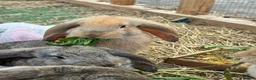 Continental Giant rabbits for sale: Giant conti with giant french lop - Advert 5