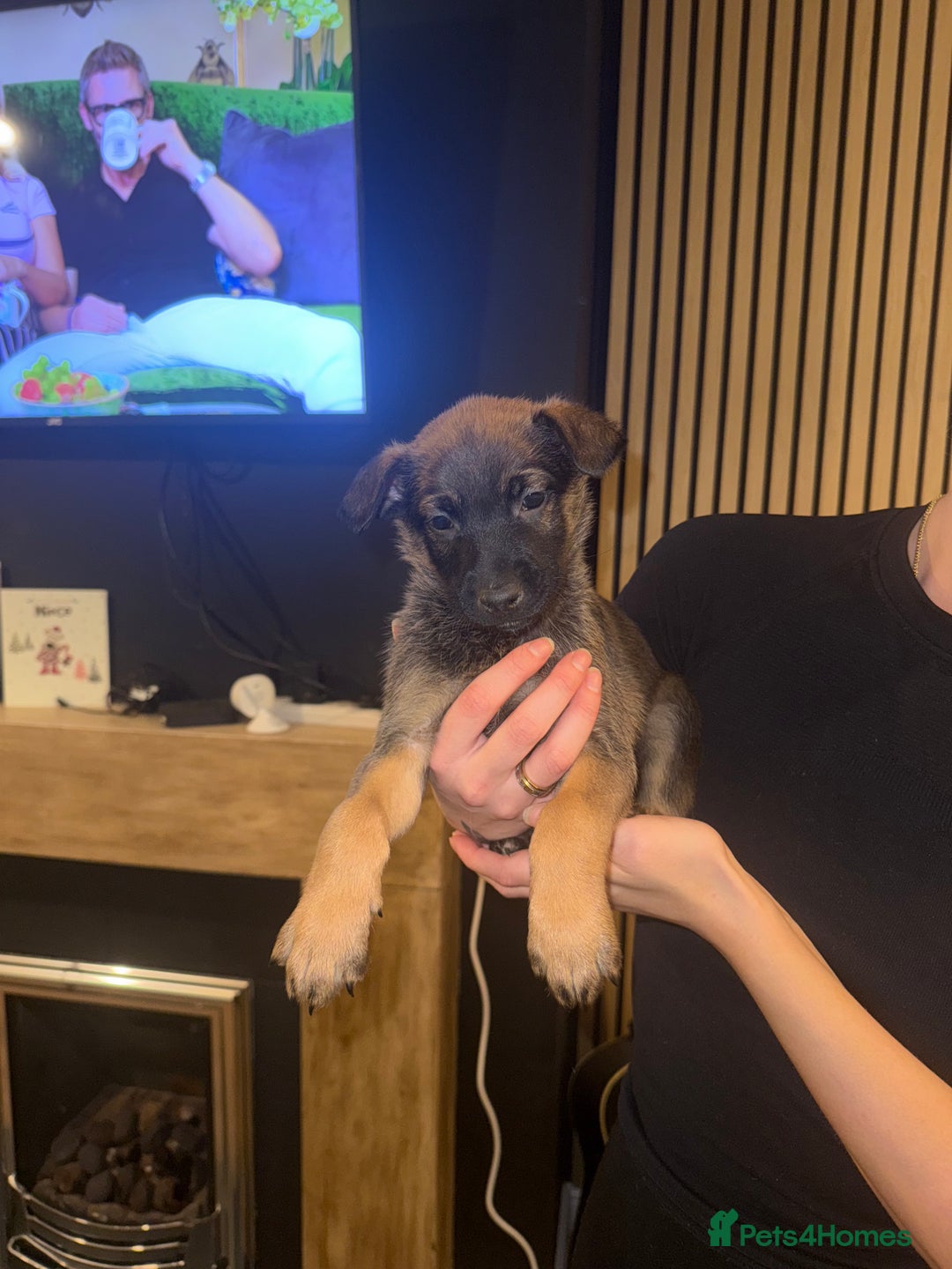 Belgian Shepherd Dog dogs for sale: Pure Belgian Malinois Puppies - Advert 7