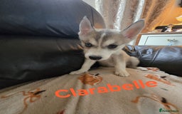 Siberian Husky dogs for sale: BEAUTIFUL SIBERIAN HUSKY PUPPIES WOLF GREY - Image 8