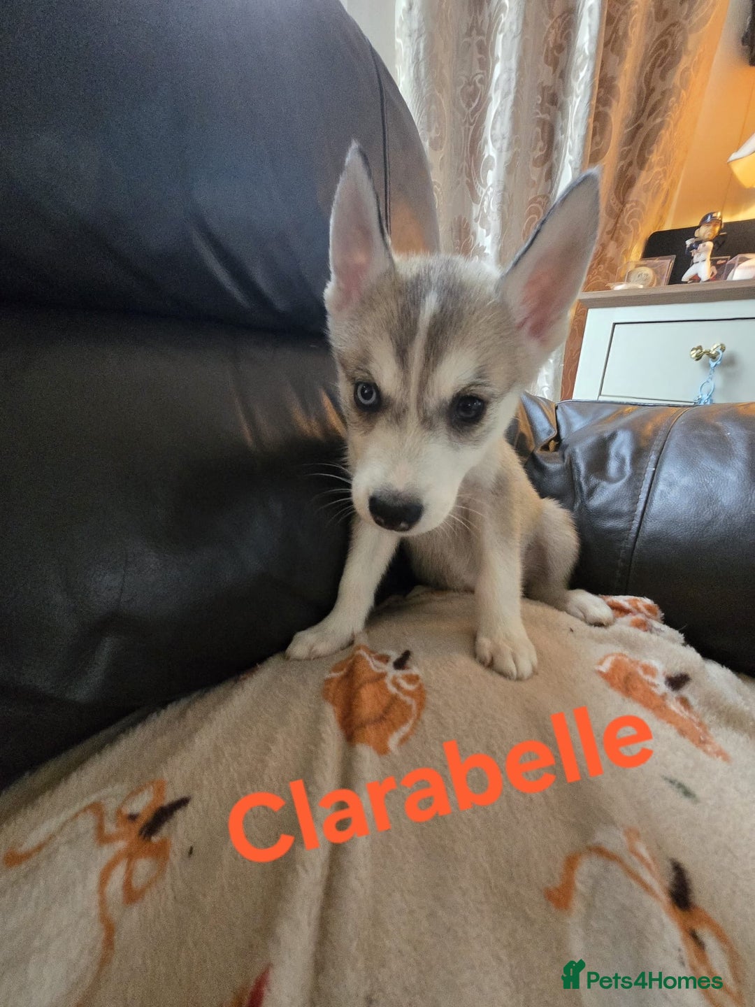 Siberian Husky dogs for sale: BEAUTIFUL SIBERIAN HUSKY PUPPIES WOLF GREY - Image 8