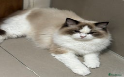 Ragdoll cats for sale: Beautiful Registered Ragdoll Male Kitten - Image 11