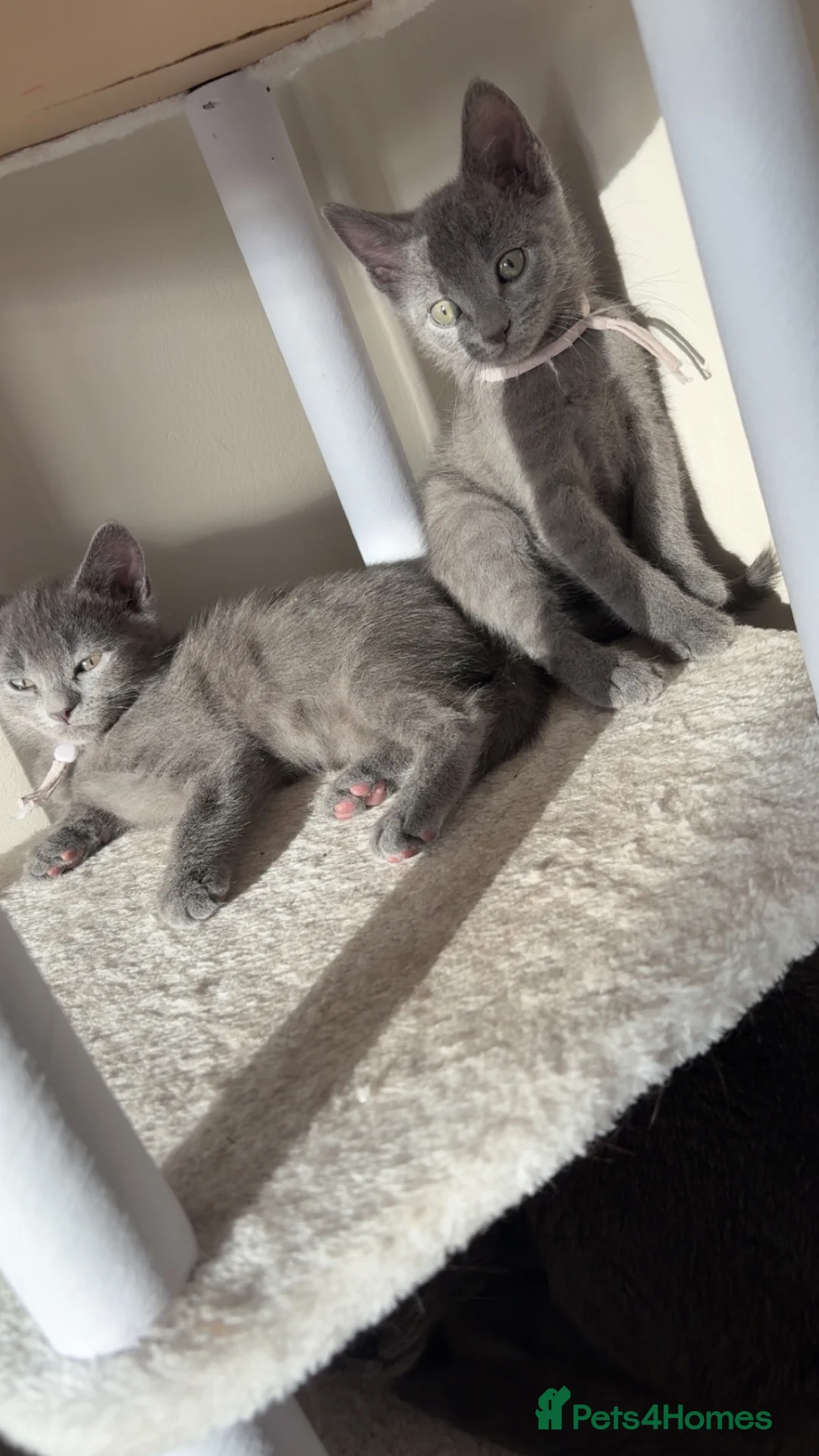 Russian Blue cats for sale: Russian blue x British shorthair in London - Advert 2