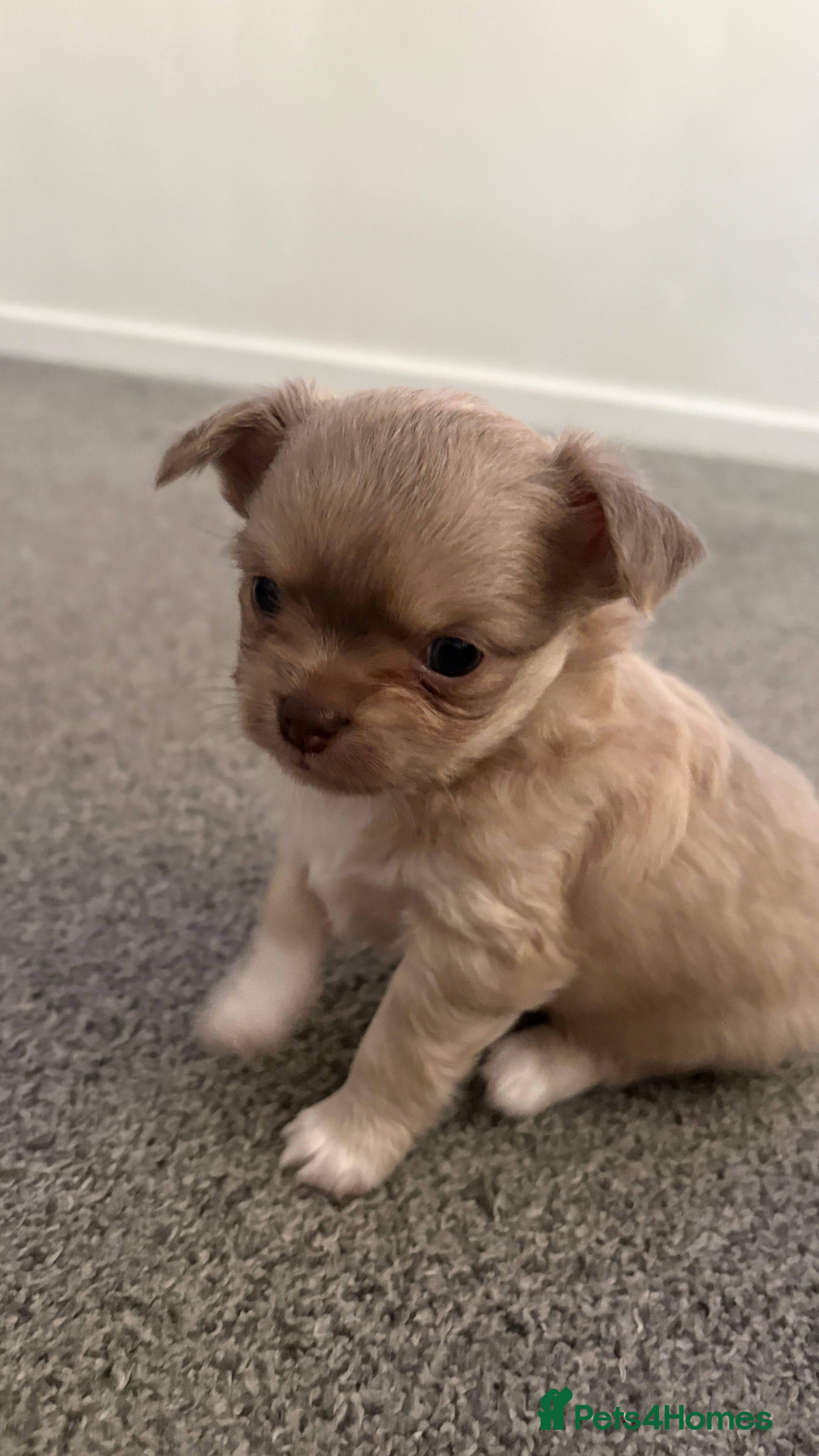 Chihuahua dogs Three chihuahua puppies for sale - Advert 4