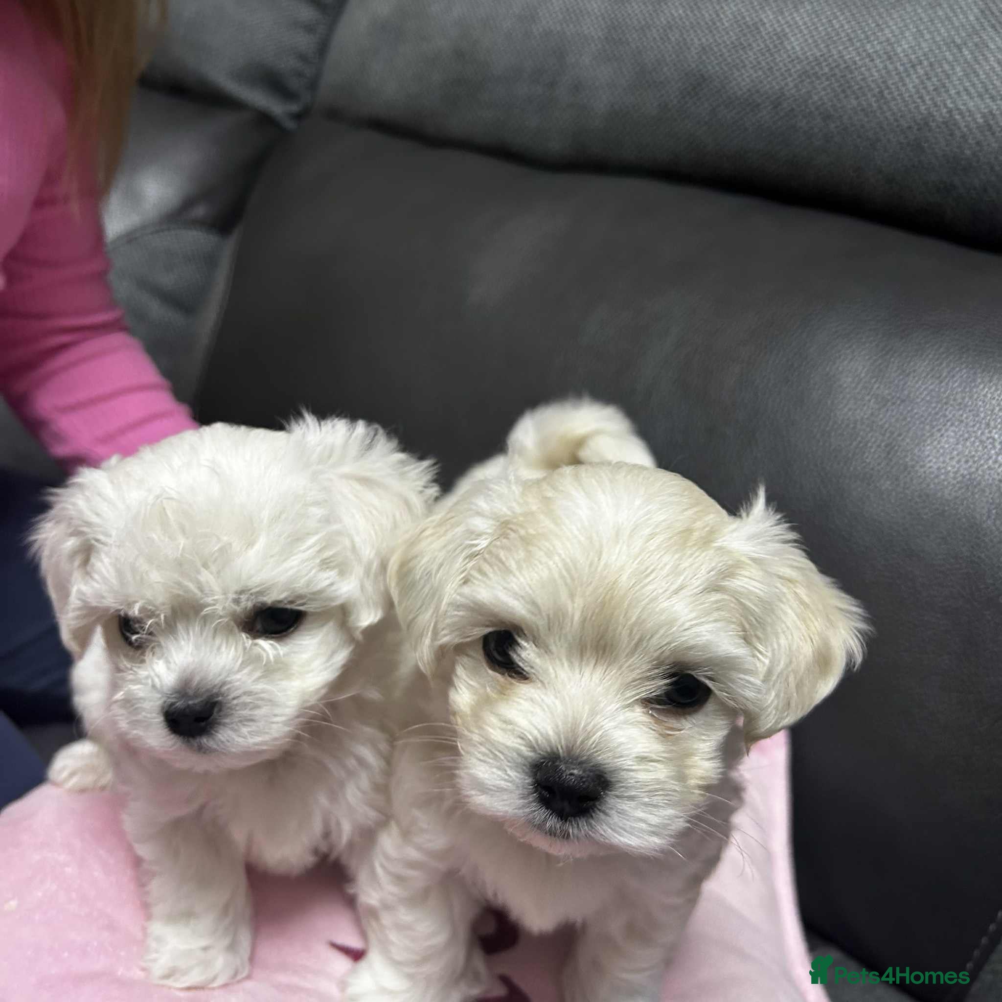 Maltese dogs Bichon Frise 2 lovely boys - Advert 8