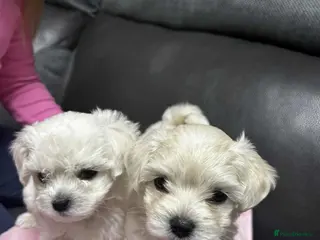 Maltese dogs Bichon Frise 2 lovely boys - Advert 8