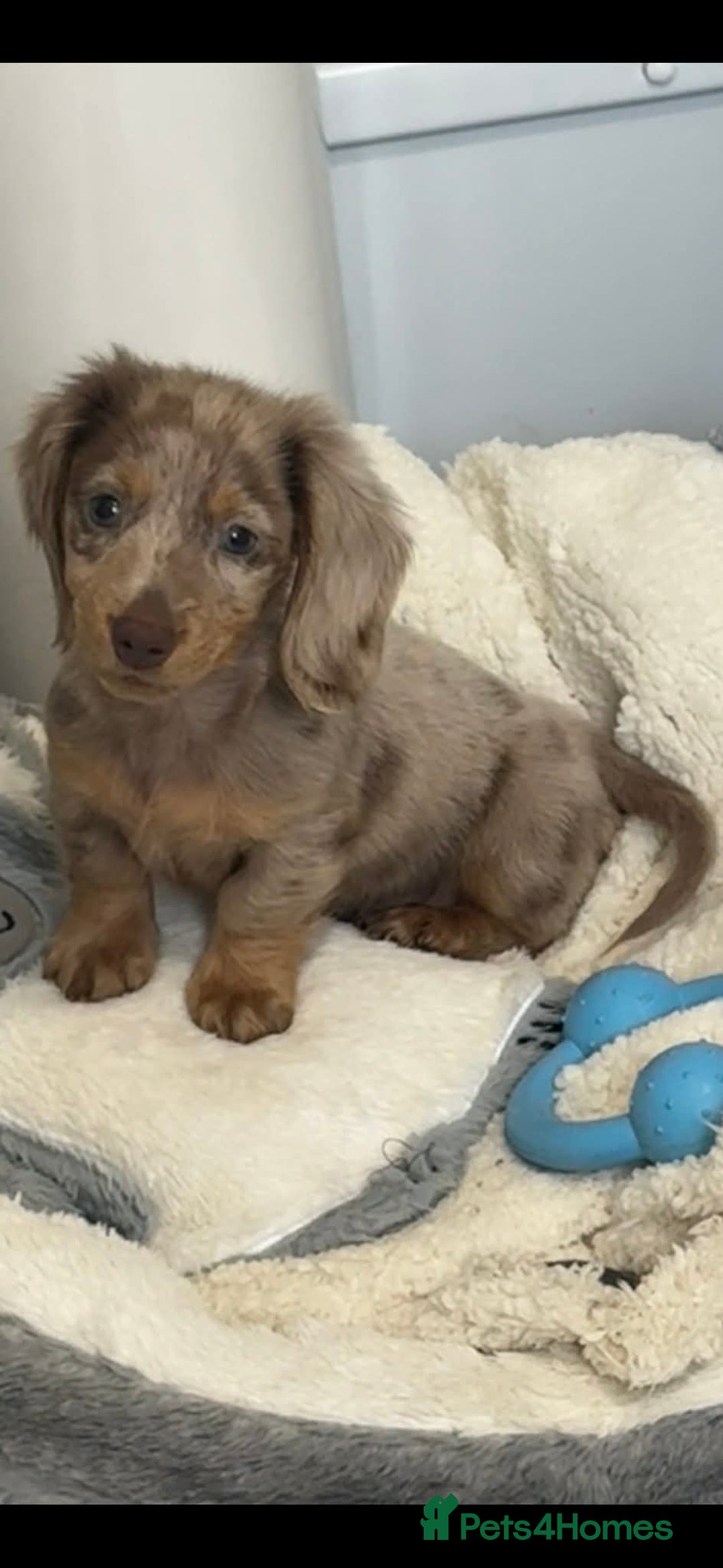 Dachshund dogs for sale: Miniature dachshund  - Advert 1