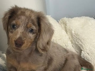 Dachshund dogs Miniature dachshund - Advert 16