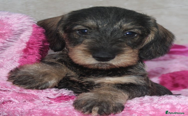Dachshund dogs - Advert 2