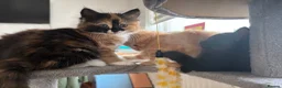 Mixed Breed cats for sale: Beautiful mixed-breed kittens! - Advert 4