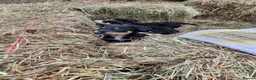 Border Collie dogs for sale: Border Collie Puppies for Sale in Ruthin - Advert 2