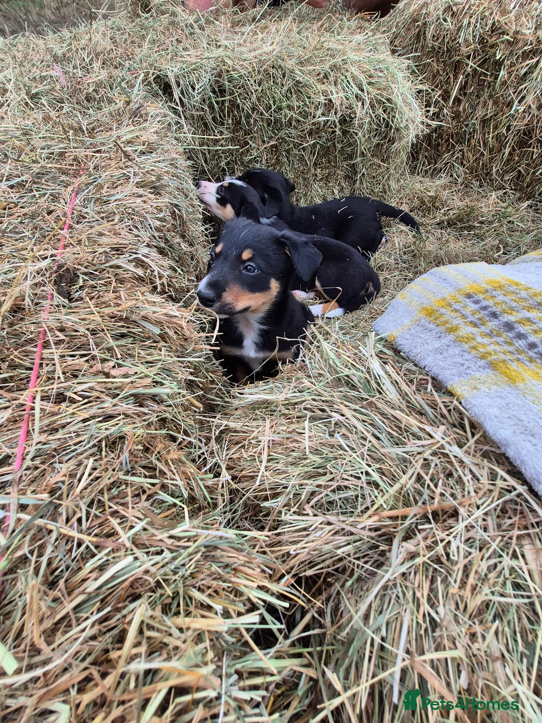 Border Collie dogs for sale: Border Collie Puppies for Sale in Ruthin - Advert 2