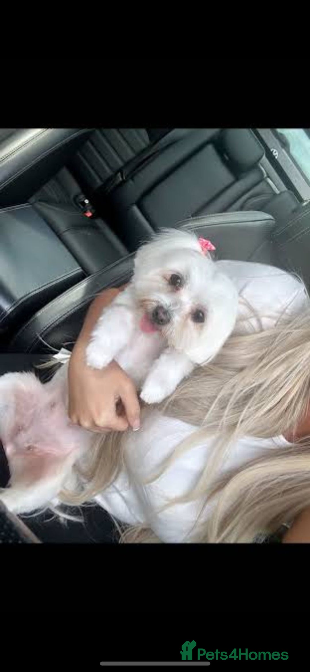 Maltipoo dogs for sale: F1 Maltipoos KC reg health tested parent - Image 5