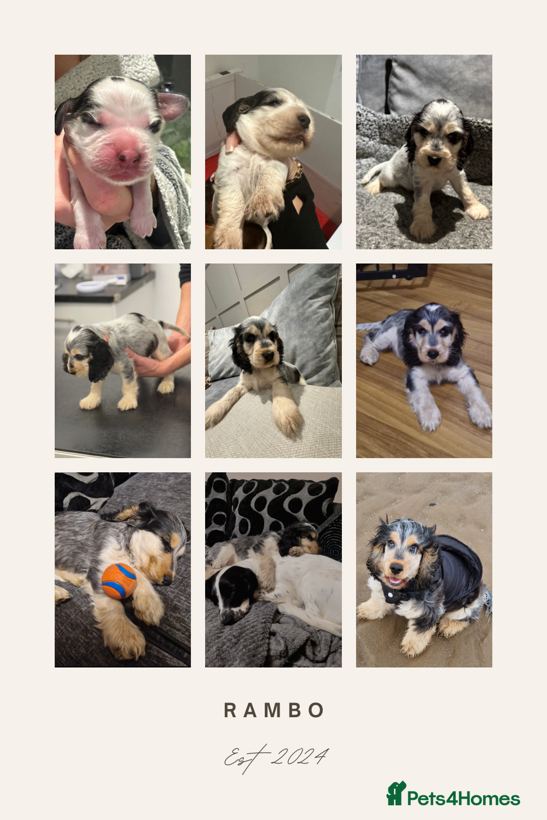 Cocker Spaniel dogs for sale: KC REG Showtype Cocker Spaniel LAST PUP ready 3/8 - Image 15