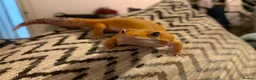 Leopard Gecko reptiles for sale: 8 year old leopard gecko + full set up  in Esher - Advert 7