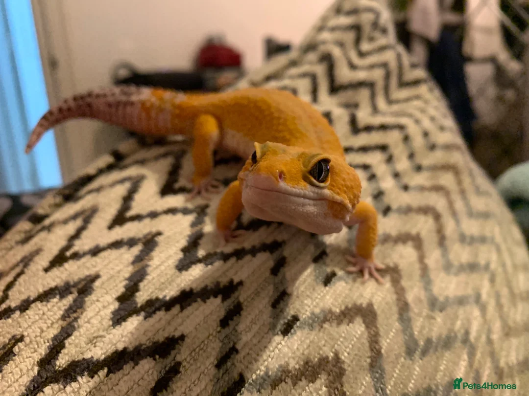 Leopard Gecko reptiles for sale: 8 year old leopard gecko + full set up  in Esher - Advert 7