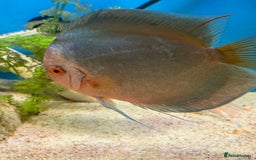 Discus fish for sale: 10 discus for sale due to house move - Advert 4