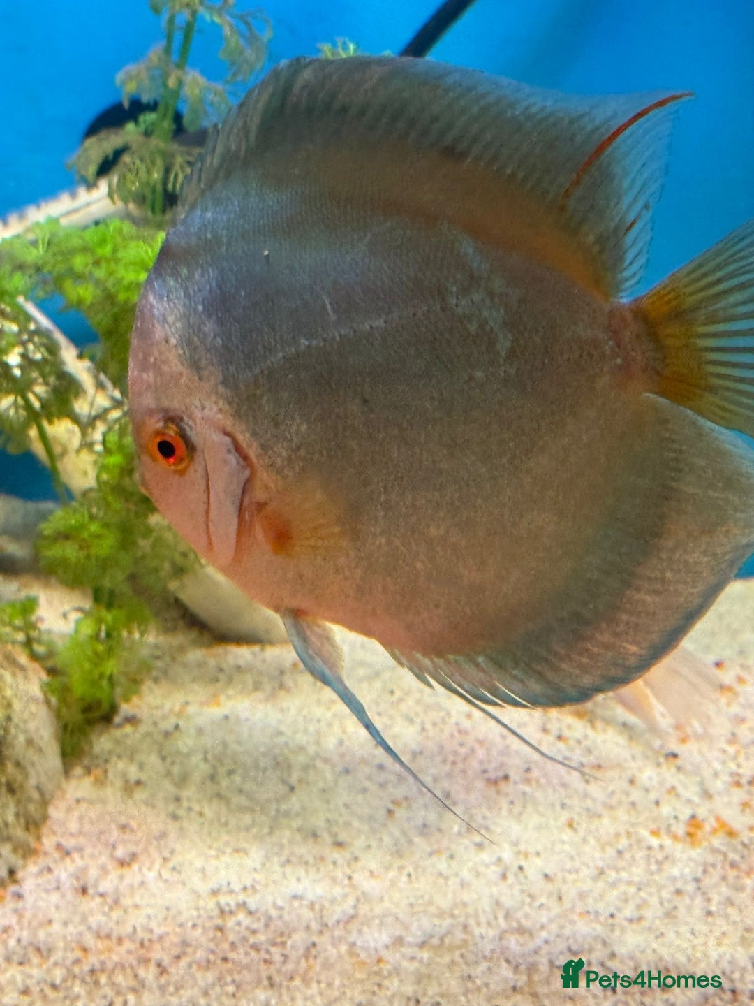 Discus fish for sale: 10 discus for sale due to house move - Advert 4