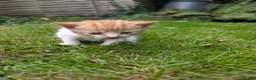 Mixed Breed cats for sale: Georgous Kittens Looking For A New Home - Advert 13