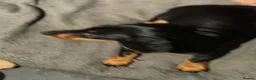 Miniature Dachshund dogs for sale: Miniature dachshund  - Advert 26