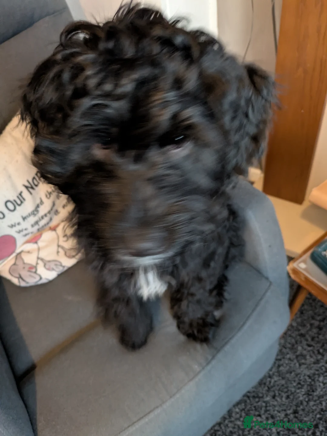 Mixed Breed dogs for sale: Spoodle (Dad) x Frenchie x Rottweiler  in Cannock - Advert 3