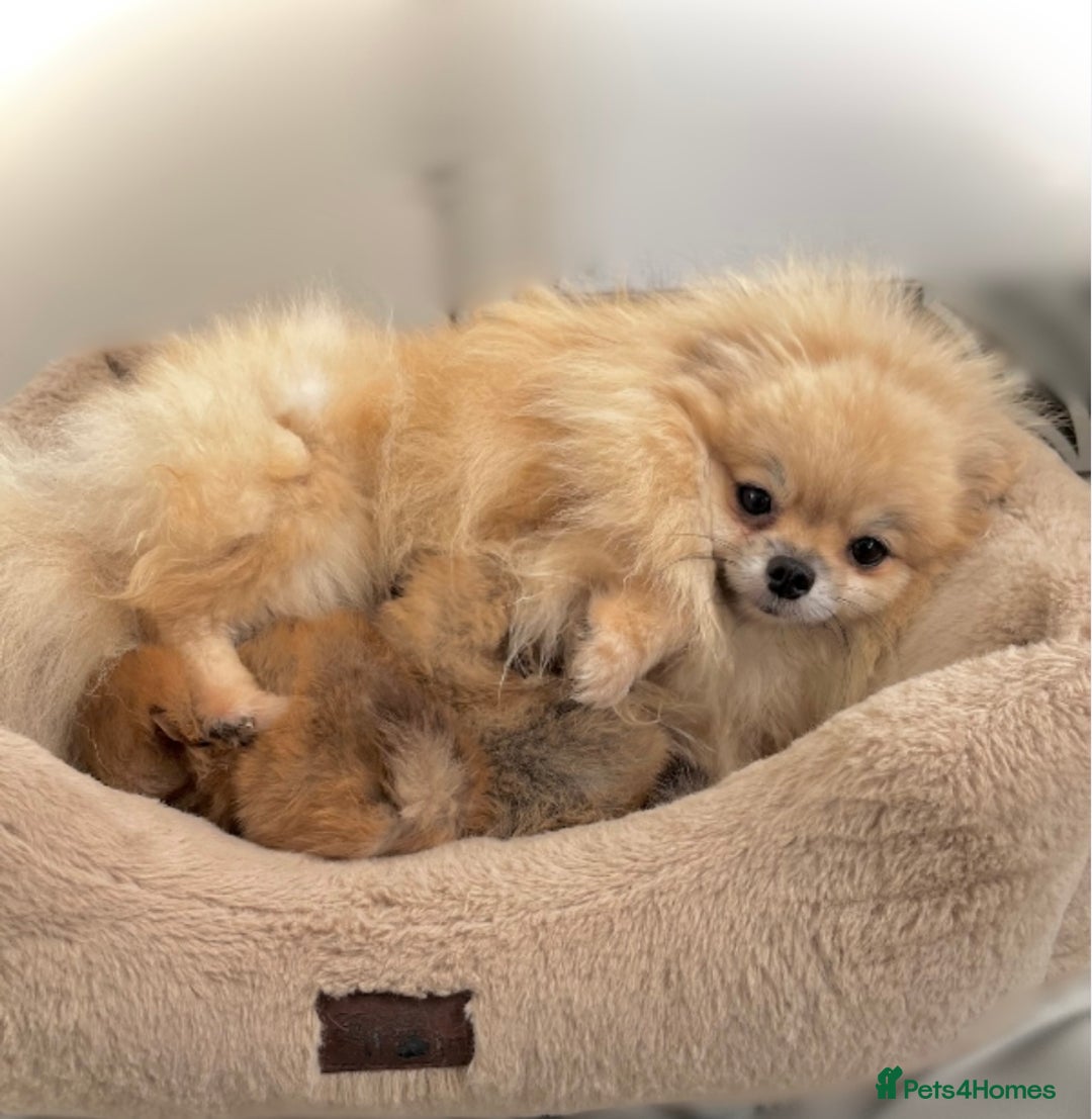Pomeranian dogs for sale: Extremely Small🐻High Quality🏆Rare Beauty 🔥 - Advert 20