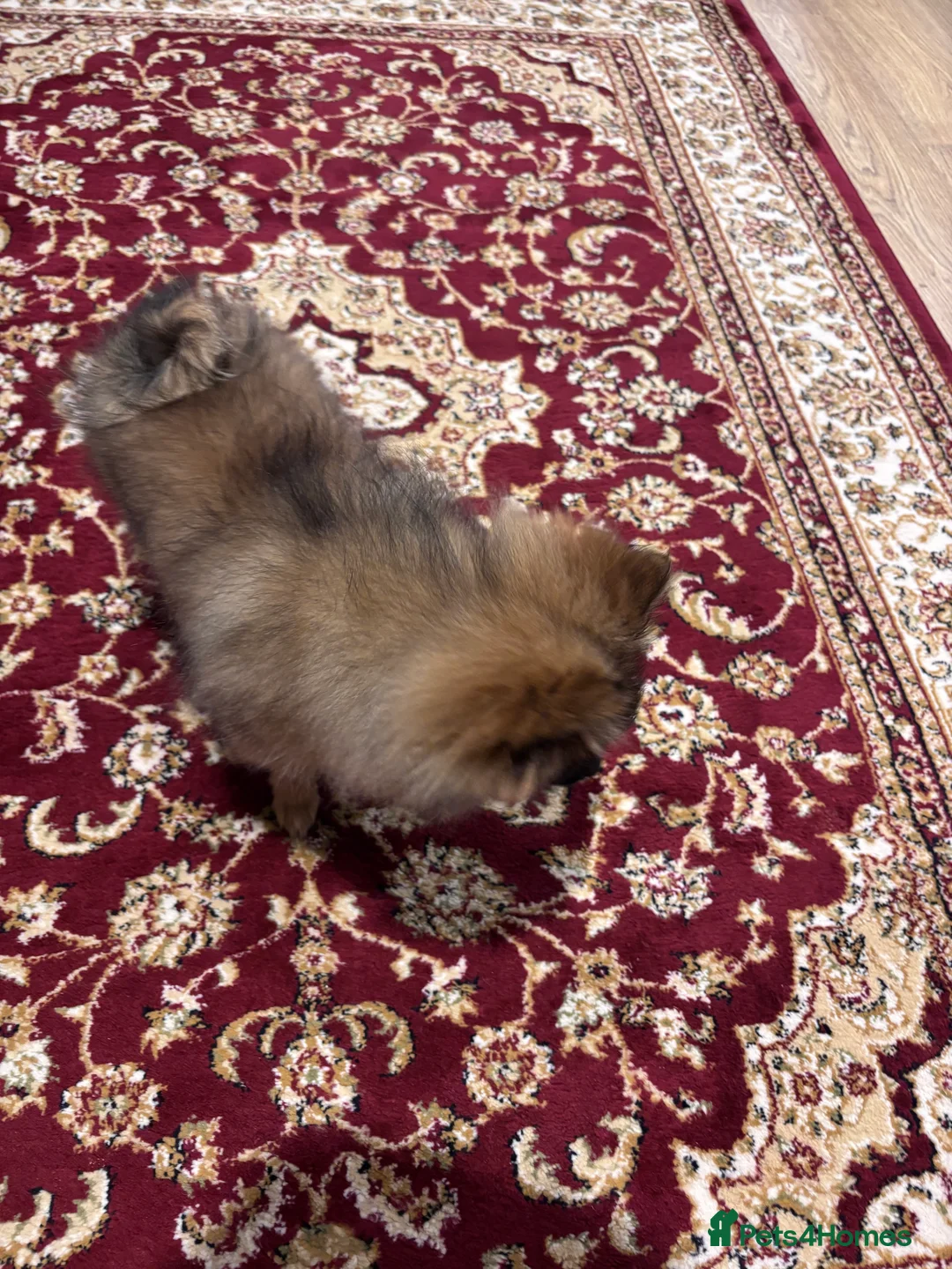 Pomeranian dogs for sale: 🐾 Stunning Male Pomeranian Puppy – £1,750 🐾 - Advert 30