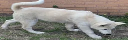 Alaskan Malamute dogs for sale: 2 females and 2 males left - Advert 22
