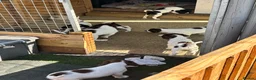 English Springer Spaniel dogs for sale: Beautiful springer spaniel puppies  - Advert 10