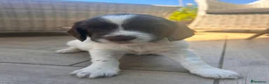 English Springer Spaniel 2