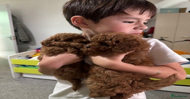 Toy Poodle dogs - Advert 7