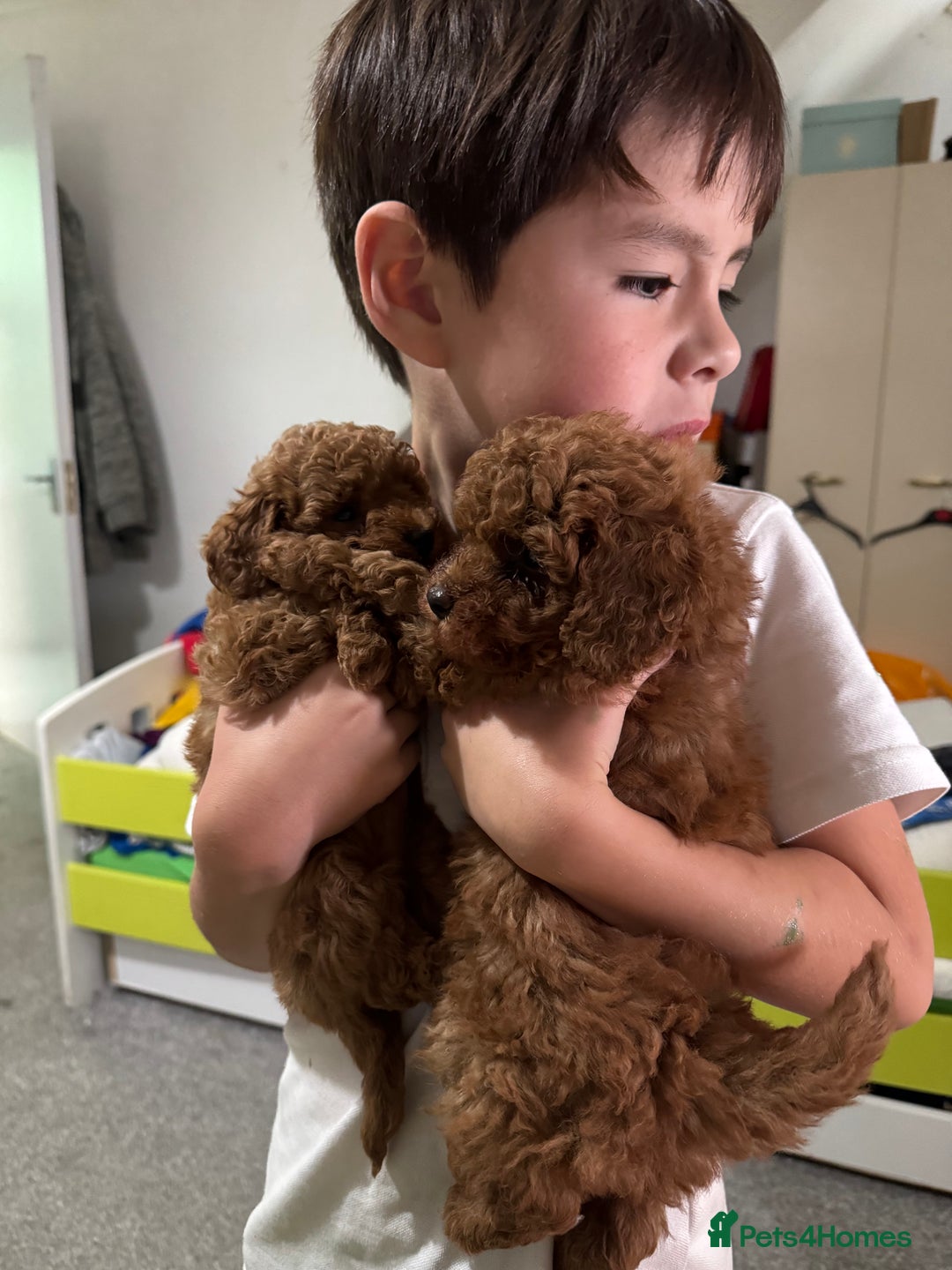 Toy Poodle dogs for sale: Deep red extra Tiny toy poodle KC champion puppy - Image 2