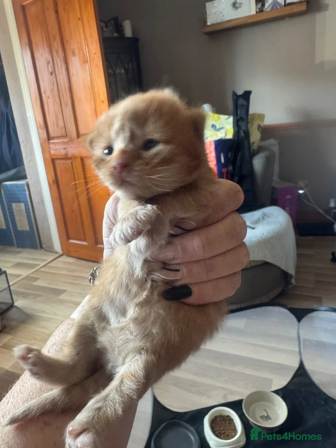 Mixed Breed cats for sale: 2 mixed breed Ginger male kittens  - Advert 7