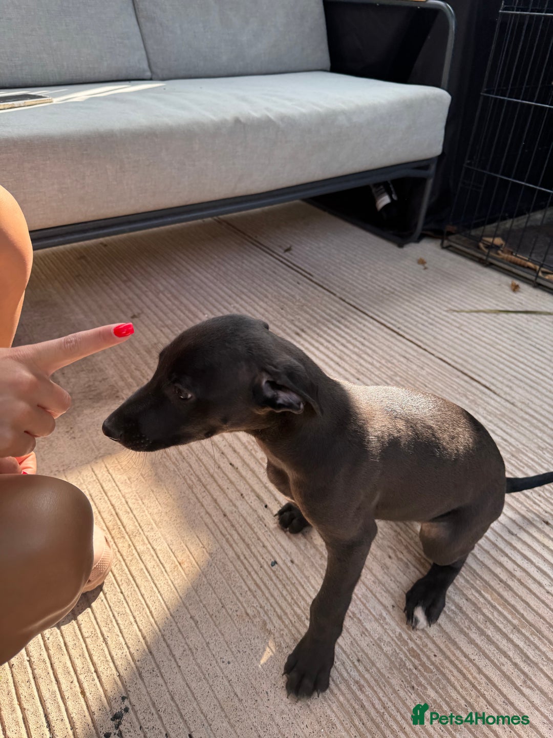Lurcher dogs for sale: Bull cross puppies  - Image 5