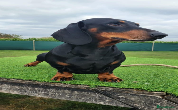 Dachshund dogs in Walsall - Advert 7