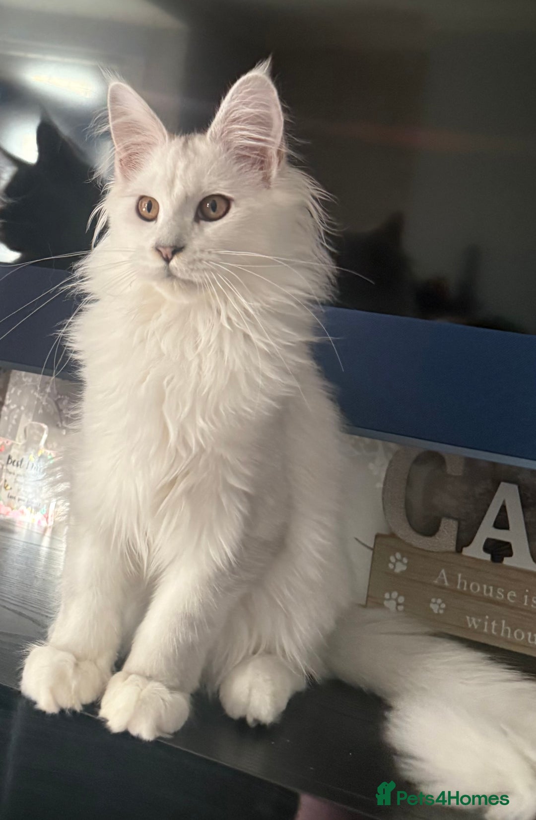 Maine Coon cats for sale: TICA Reg Blue Silver Shaded MaineCoon Kittens  - Advert 13
