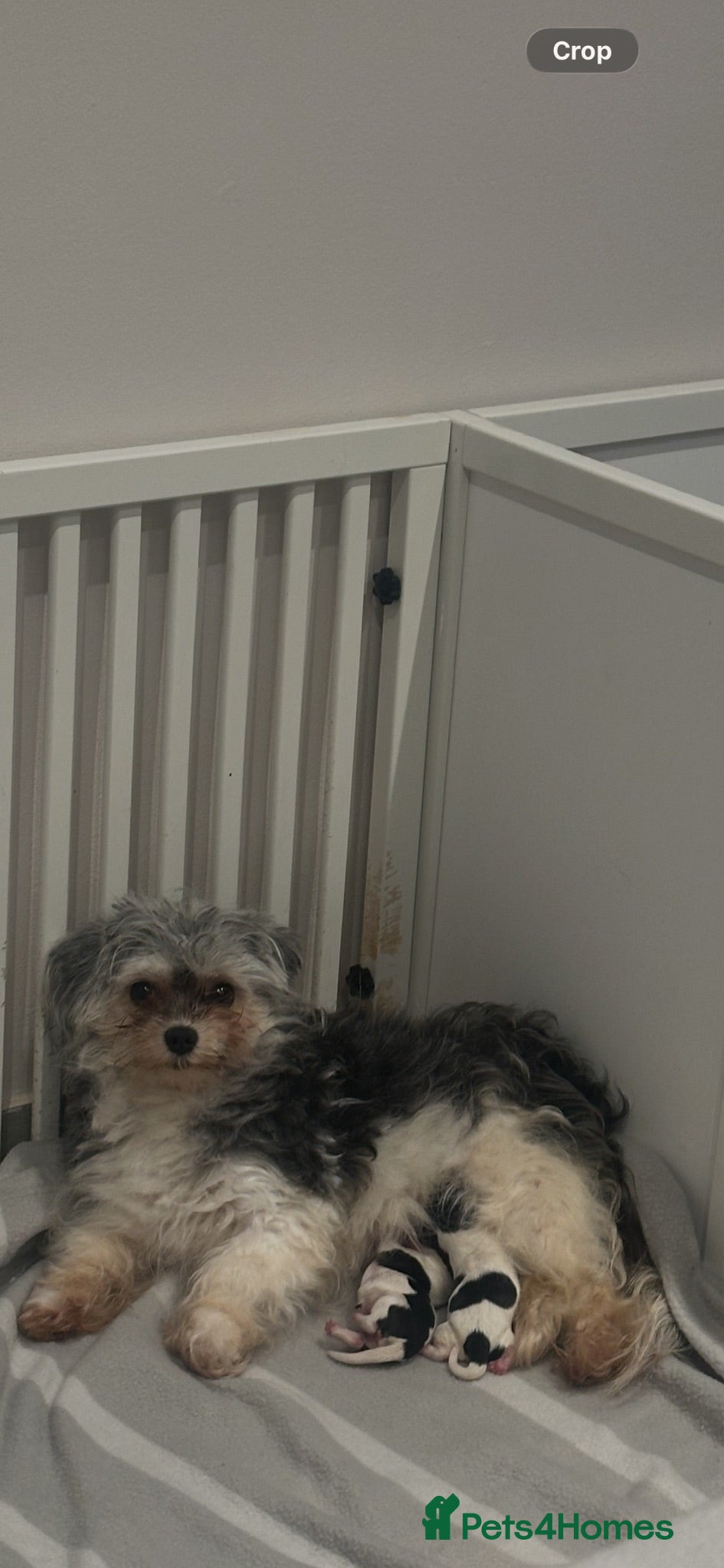 Maltipoo dogs Tiny Asian Maltipoo 2kg  - Advert 1
