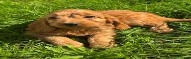Cockapoo 4