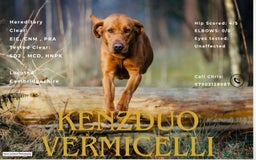 Labrador Retriever dogs for stud: Health Tested Fox red Labrador for Stud  in Wisbech - Image 1