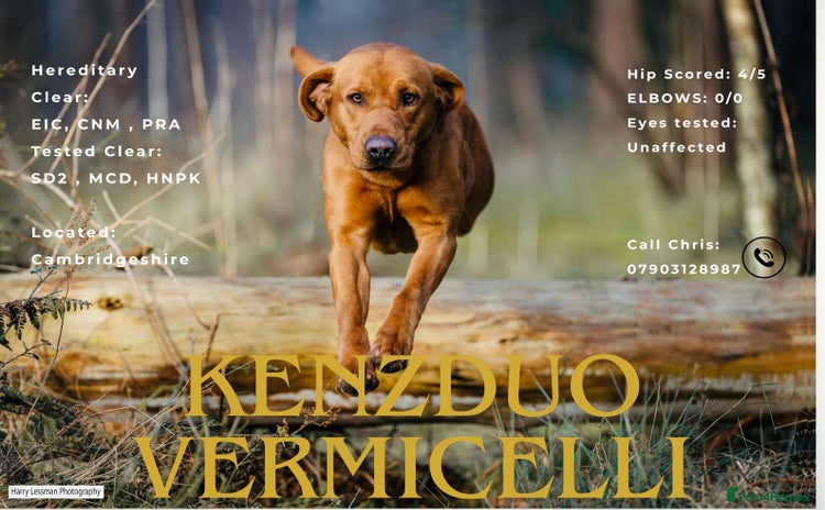 Labrador Retriever dogs in Wisbech - Advert 2