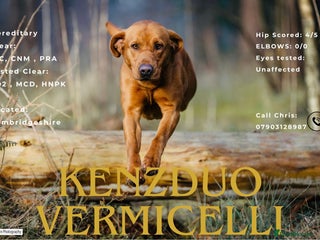 Labrador Retriever dogs in Wisbech - Advert 14