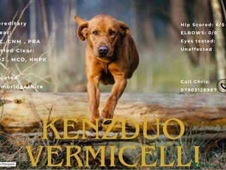 Labrador Retriever dogs Health Tested Fox red Labrador for Stud in Wisbech - Advert 17