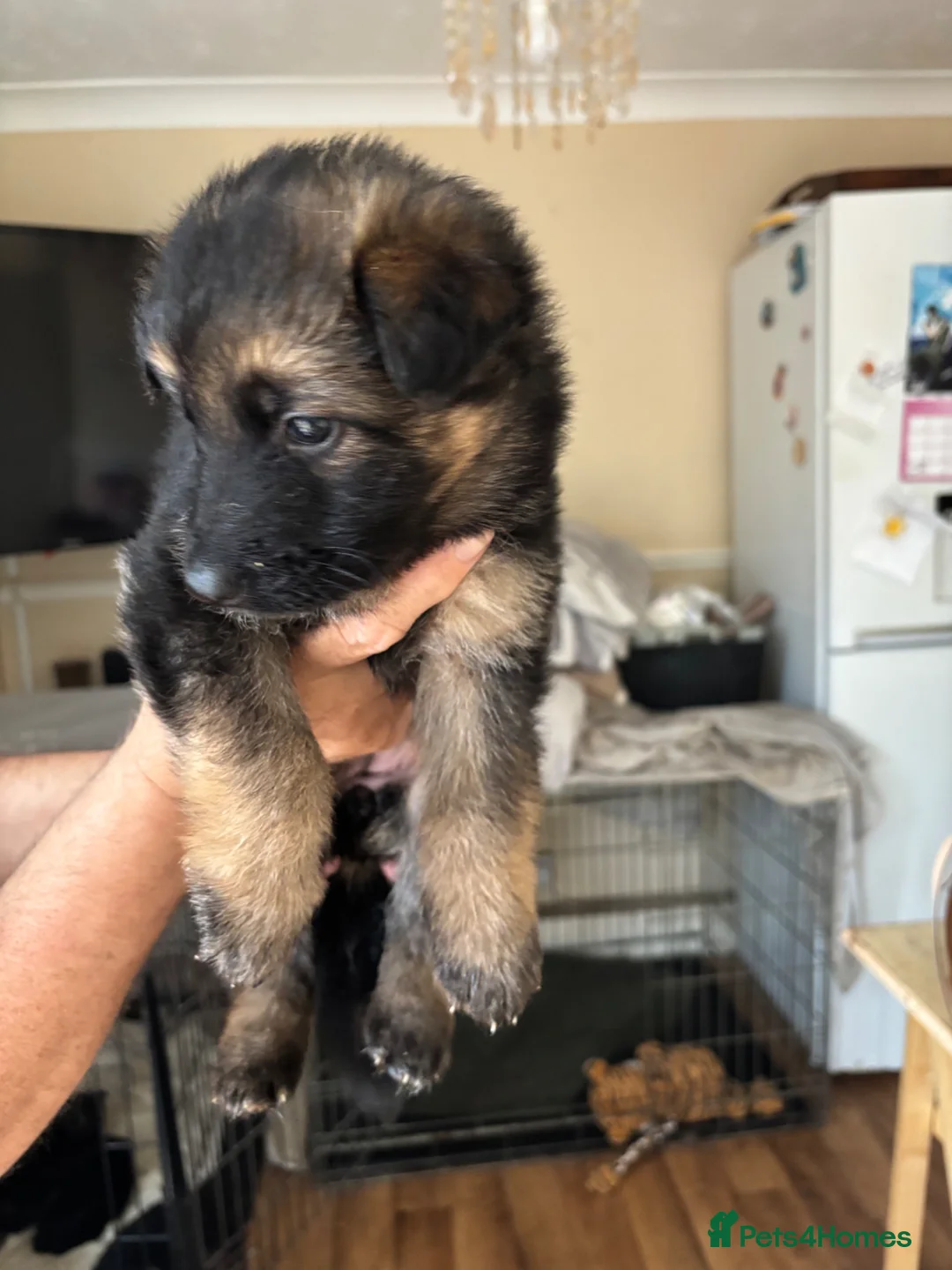 German Shepherd dogs for sale: German shepherd puppies - Advert 2