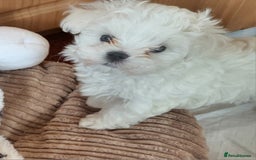 Maltese dogs for sale: Small Fluffy KC Maltese Puppy Family Raised & Love - Image 8