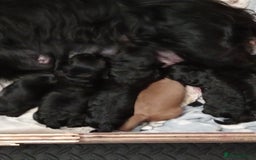 Cockapoo dogs for sale: Cokapoo pups - Image 3