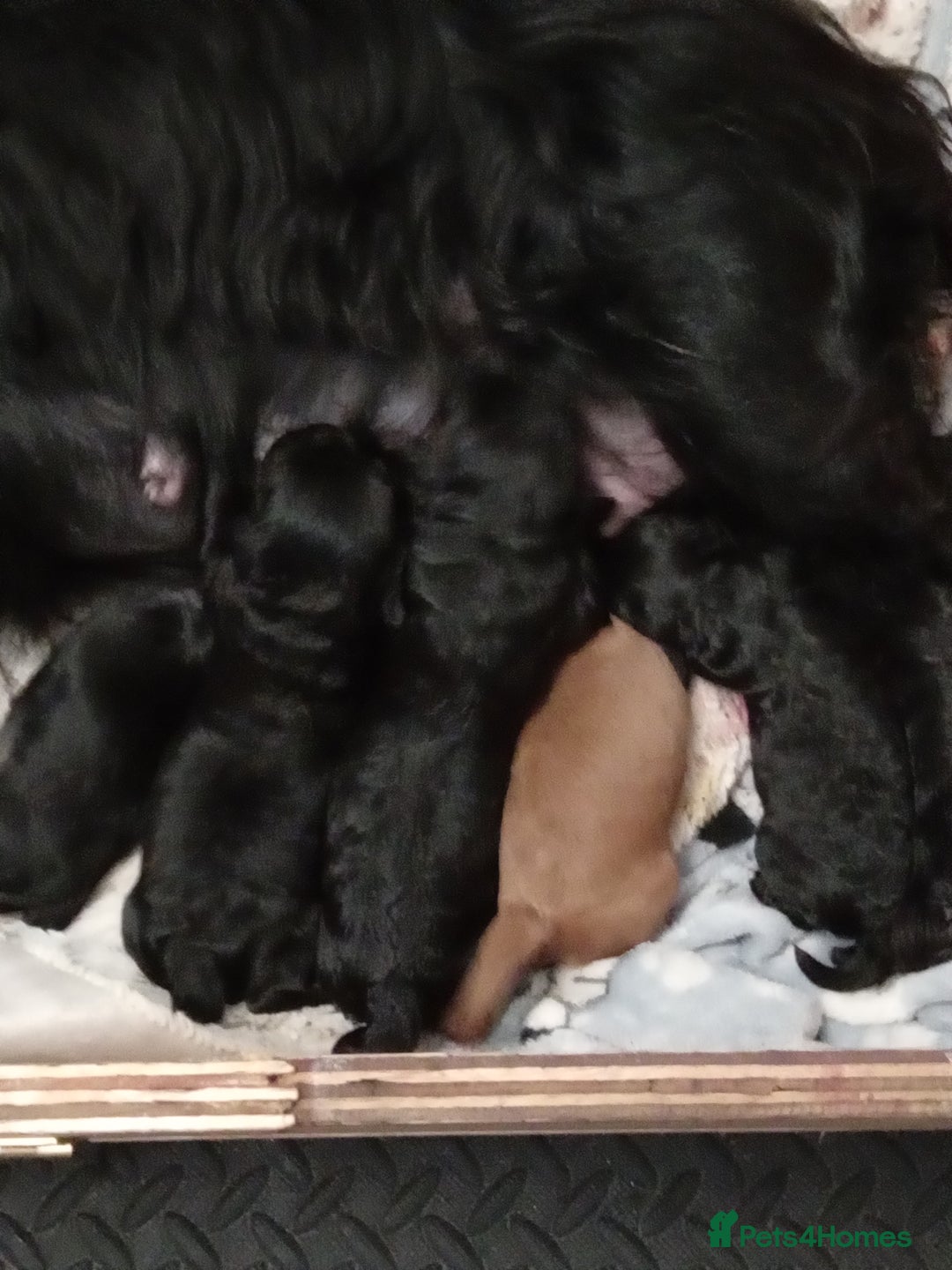 Cockapoo dogs for sale: Cokapoo pups - Image 3